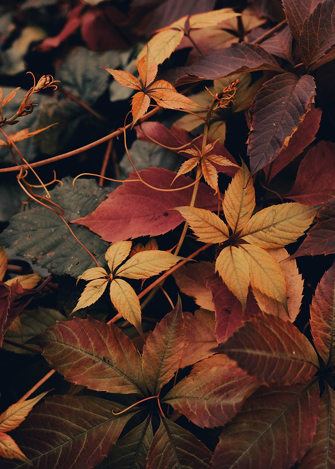 Remains of Autumn