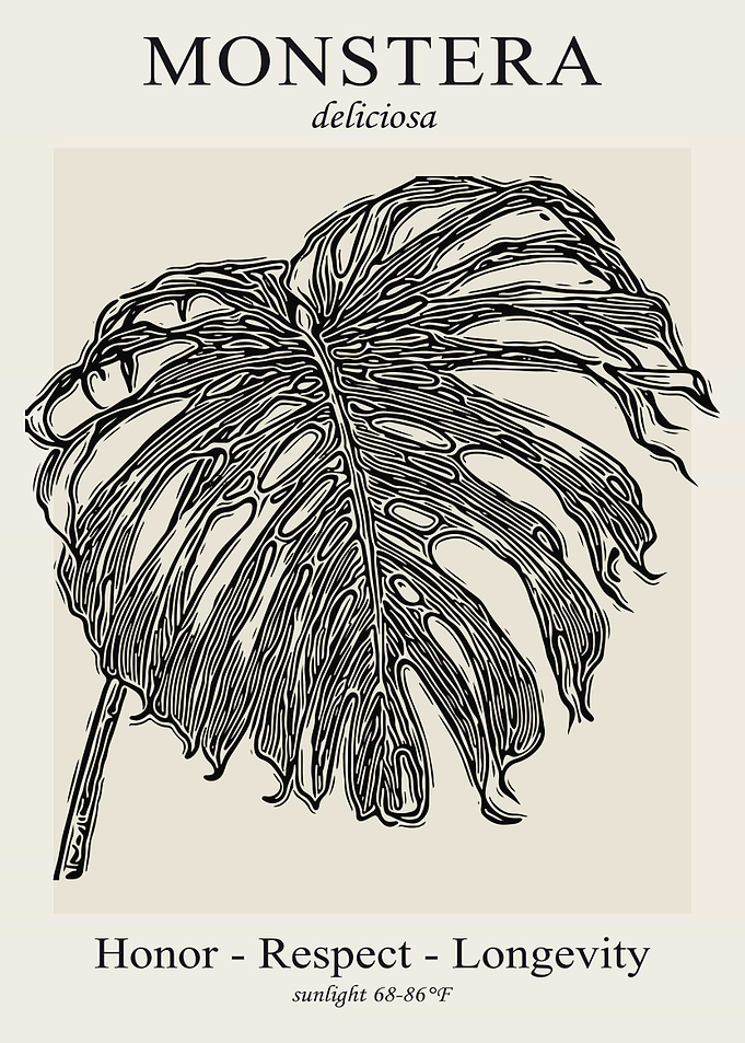 Black and white Monstera