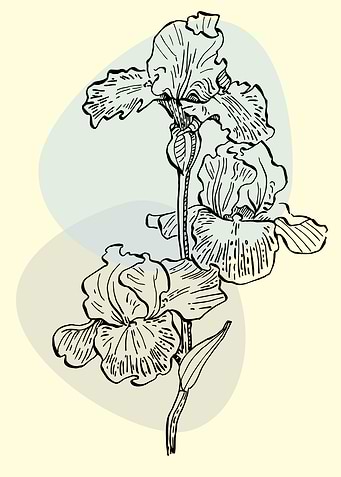 Irises