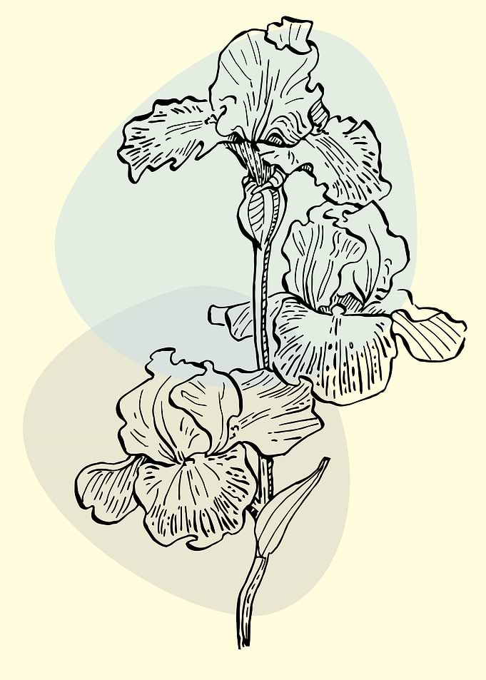 Irises