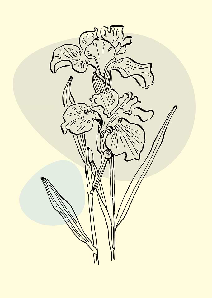 Irises Minimalist