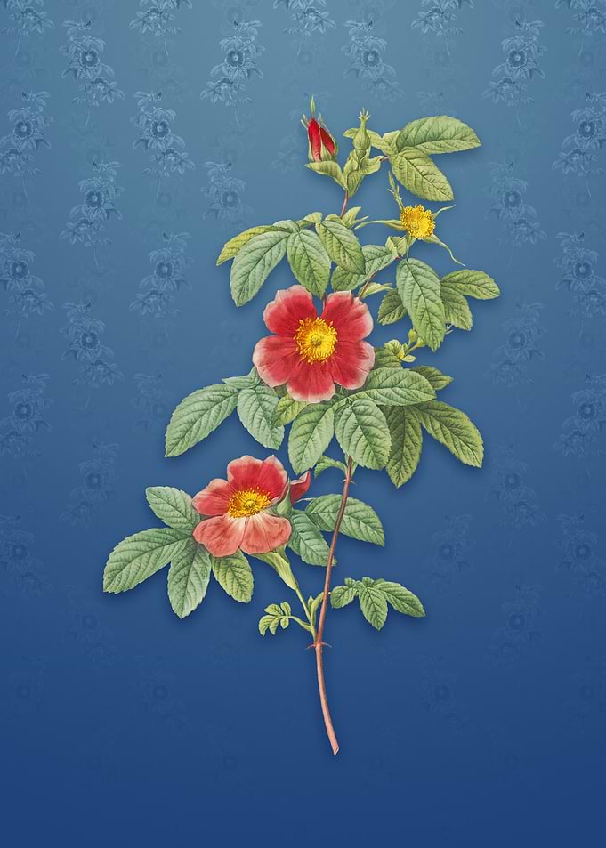 Vintage Single May Rose
