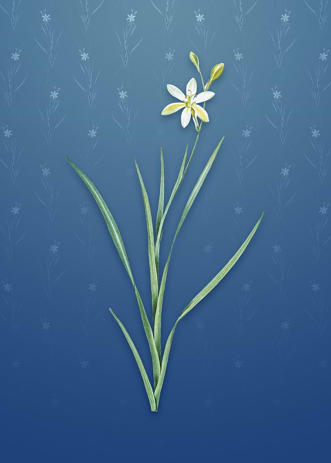 Ixia Anemonae Flora