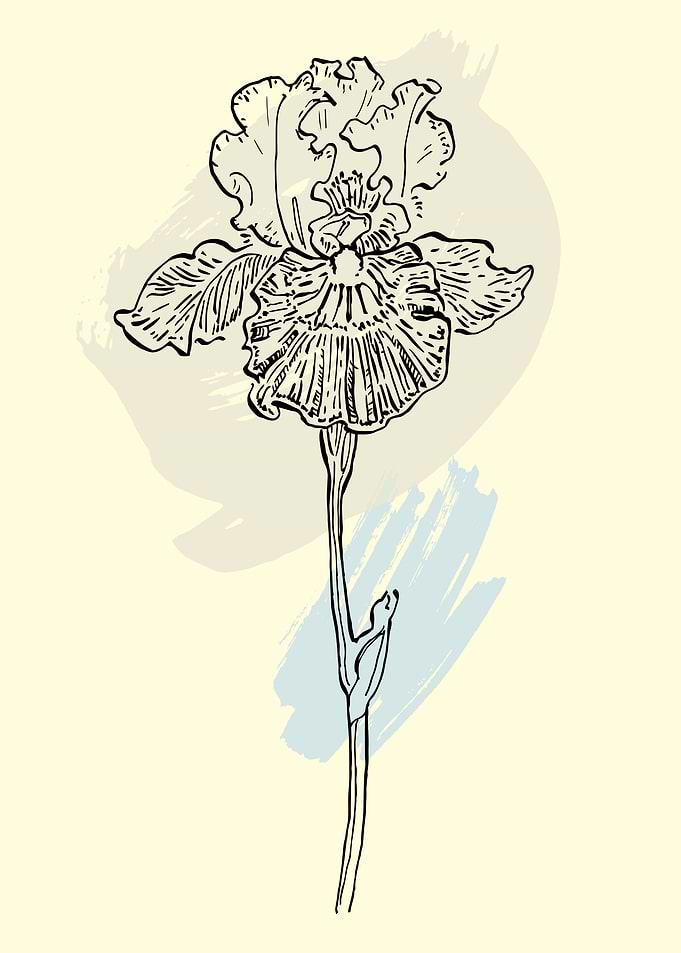 Irises