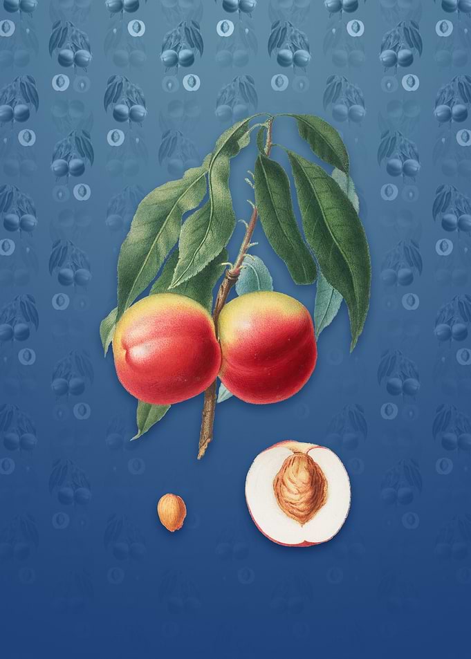 Peach on Bahama Blue