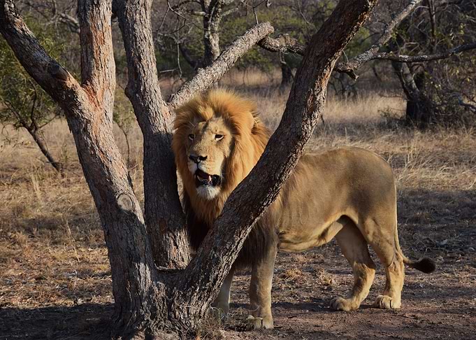 Tree and lion