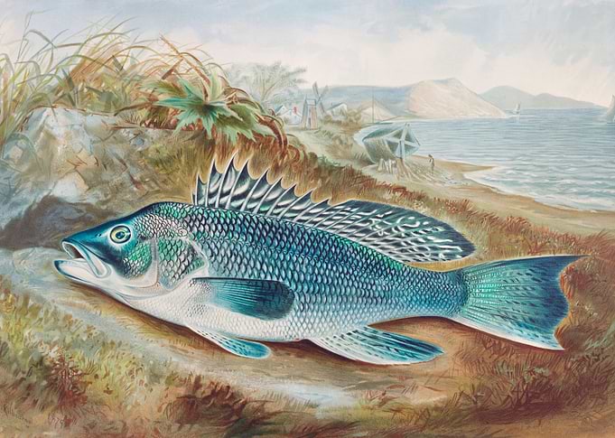 The Sea Bass 1879