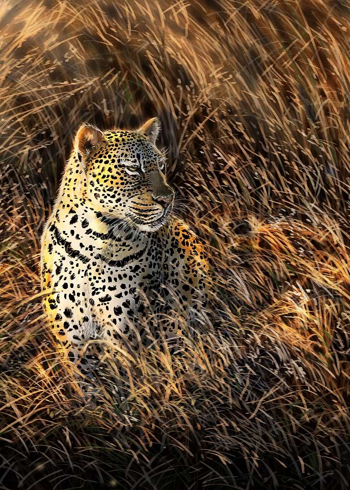 Leopard