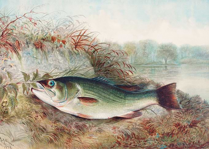 Largemouth Bass 1879