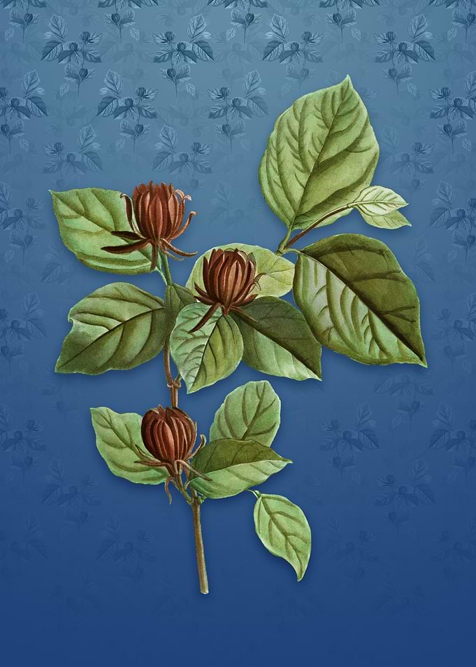 Carolina Allspice Flower