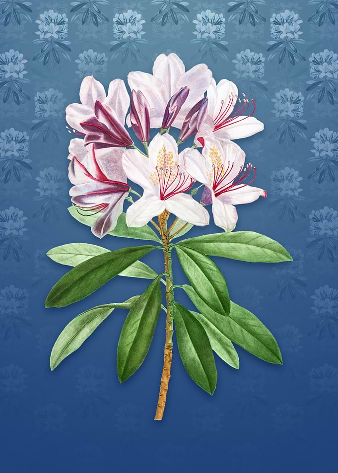 Common Rhododendron