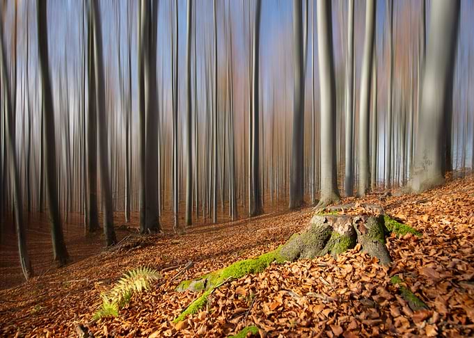 Autumn trees, impression