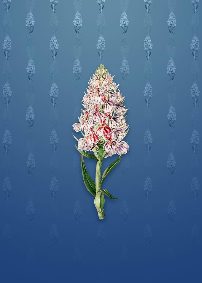 Leafy Spiked Orchis Flower