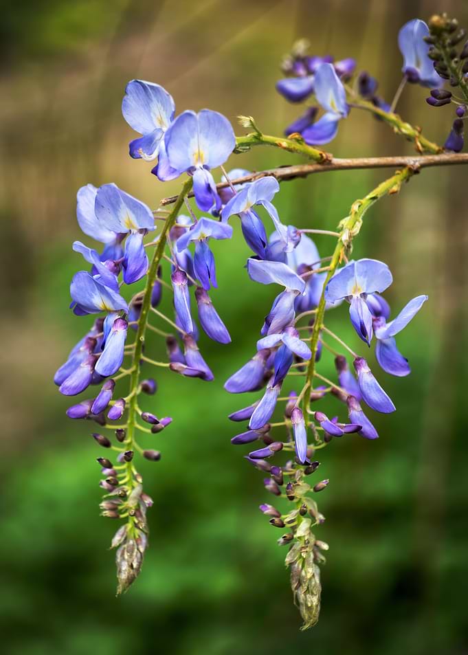 Chinese Wisteria Lavender