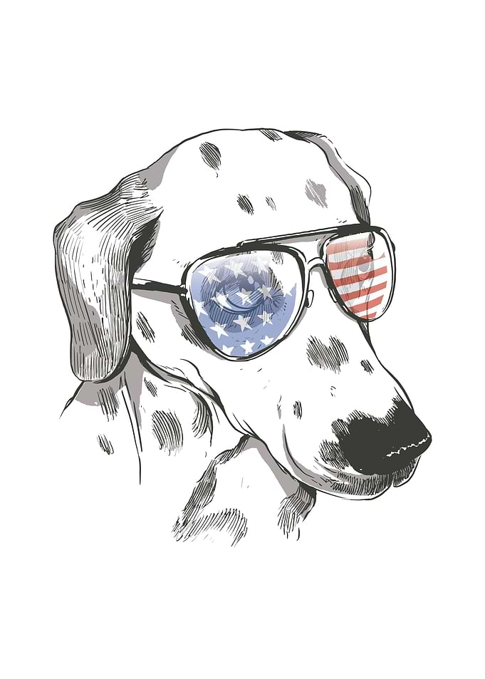 Independence day Dalmatian