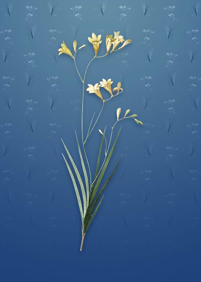 Freesia on Bahama Blue