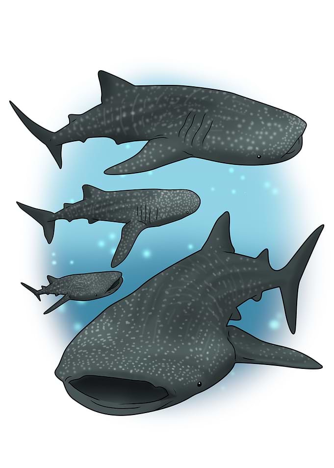 Snorkeling Whale Shark