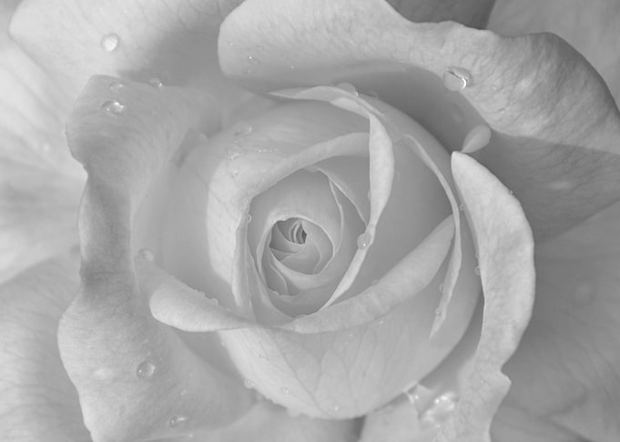 rose gray