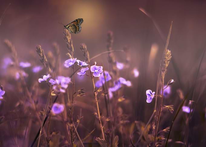 flowers violet and butterf