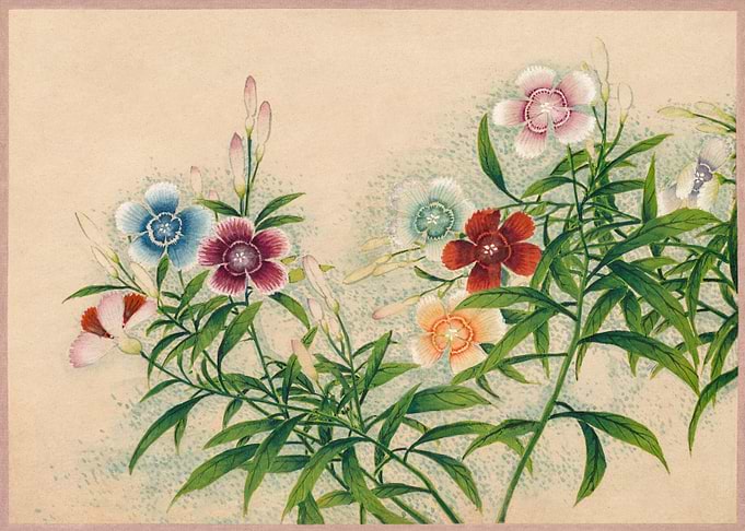 Pinks 18th Century