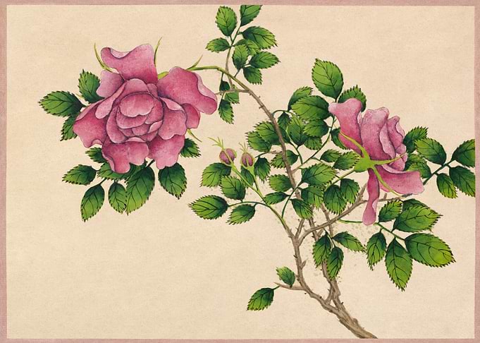 Rose 18th Century
