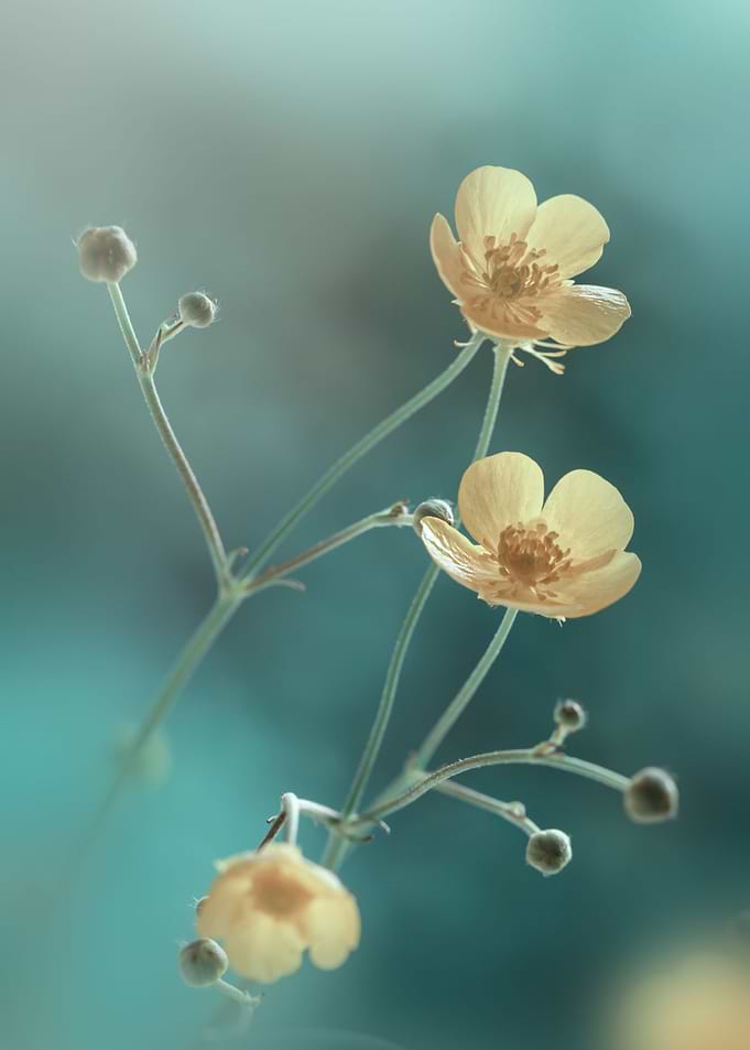 Spring flowers, macro