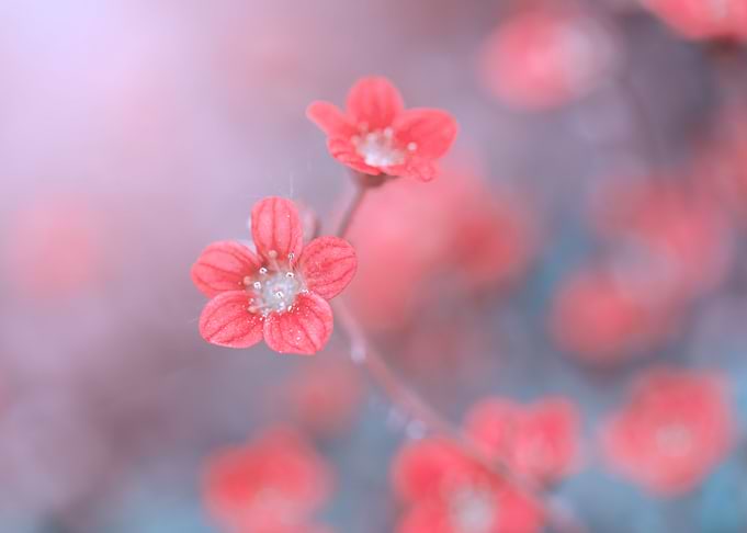 Pink little flowers, macro