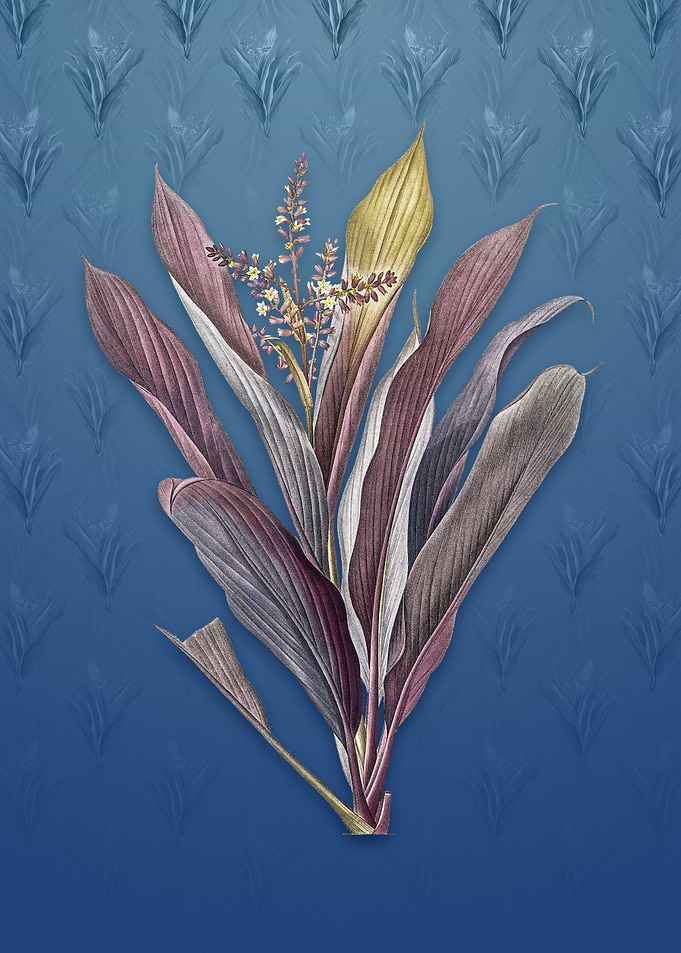 Cordyline Fruticosa