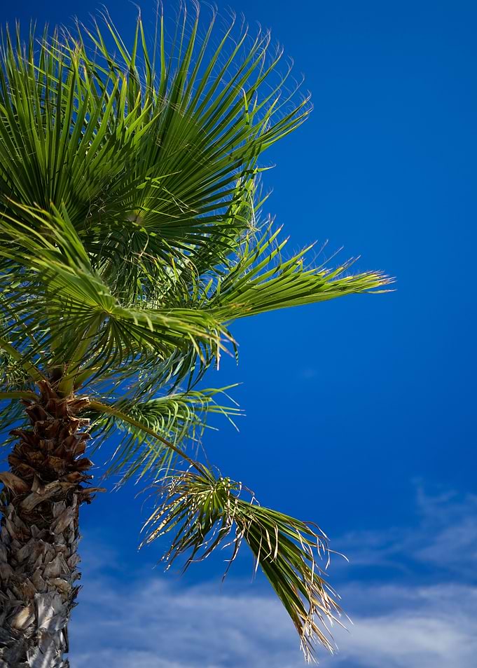Palm Tree