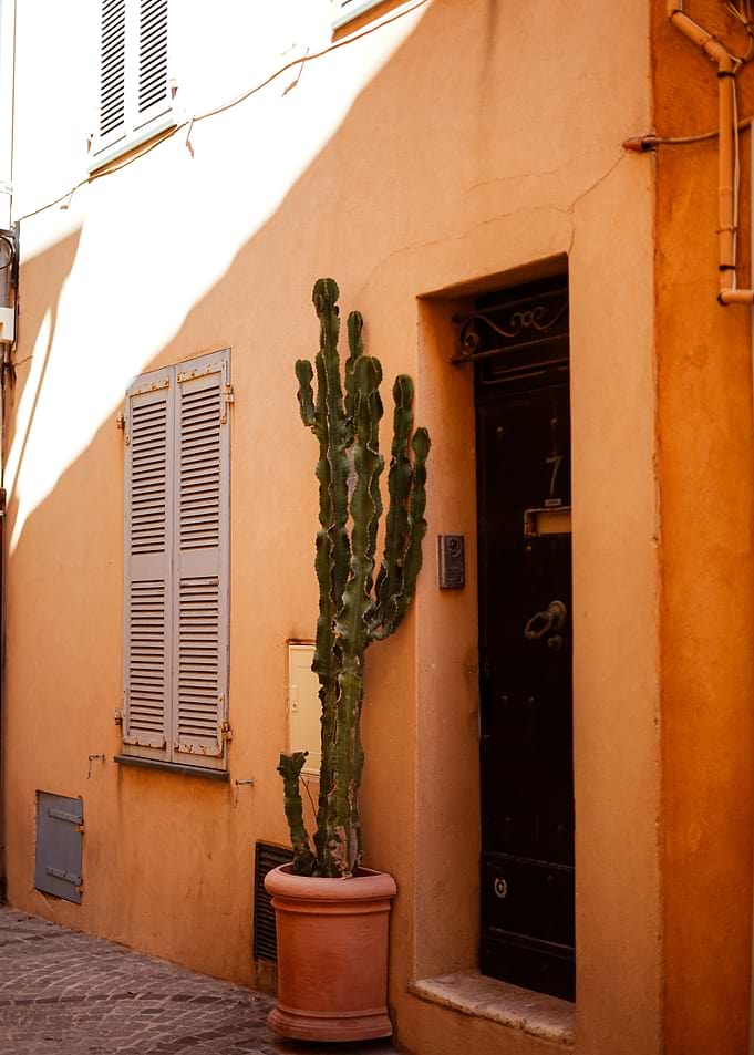 Cactus in Antibes