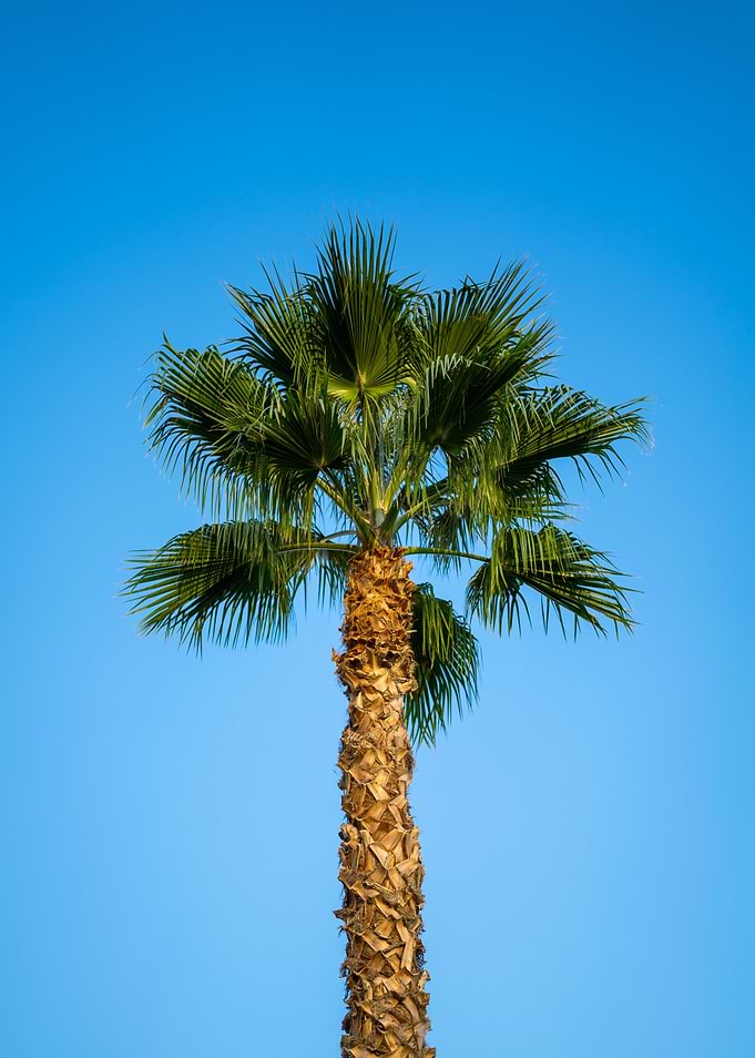 Palm Tree