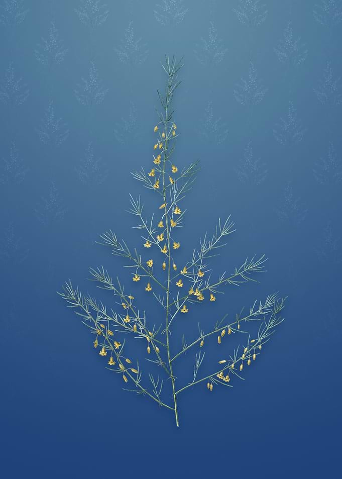 Vintage Sea Asparagus