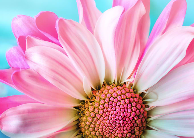 Daisy