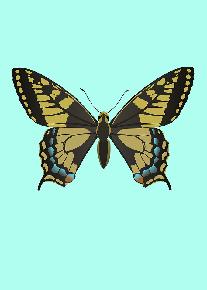 Common yellow swallowtail