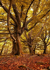 Old trees