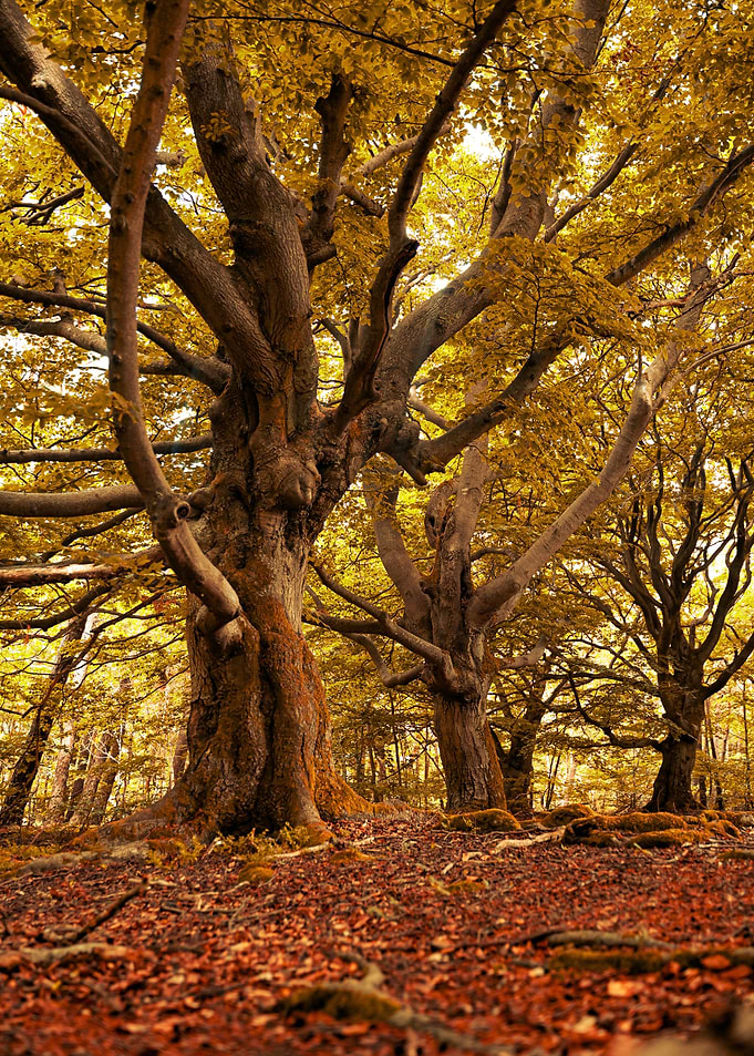 Old trees