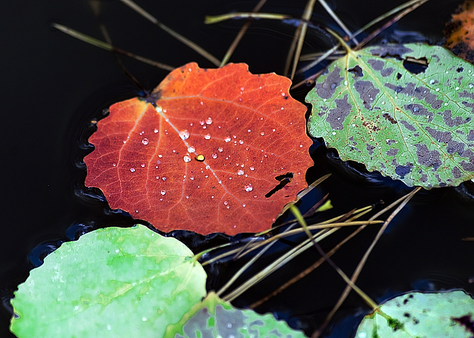 Autumn color palette