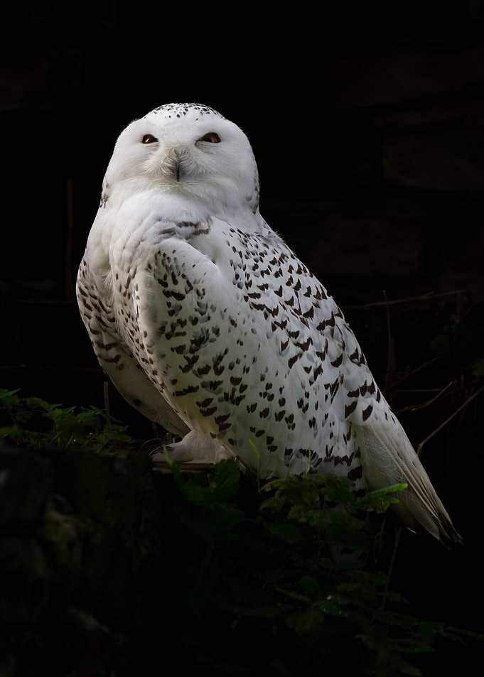 Snow owl in the zoo