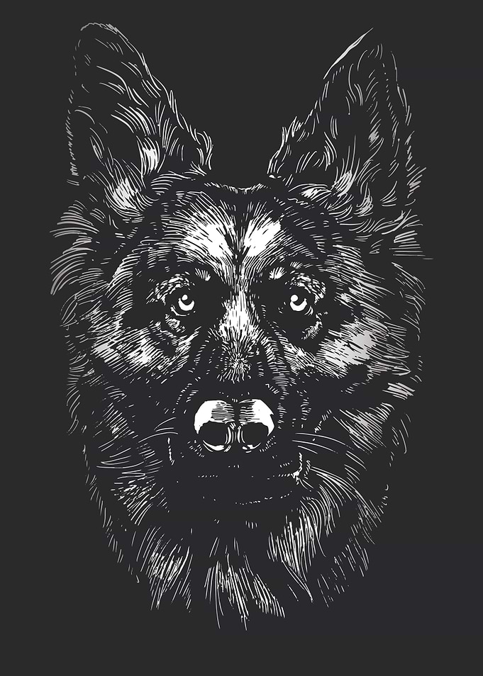 German Shepherd Dog Face