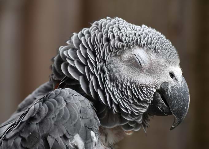 African Grey Parrot