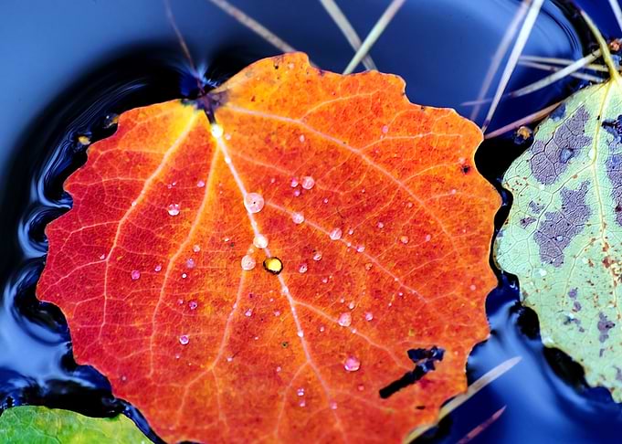 Autumn abstraction Aspen