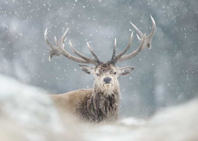Red Deer Stag