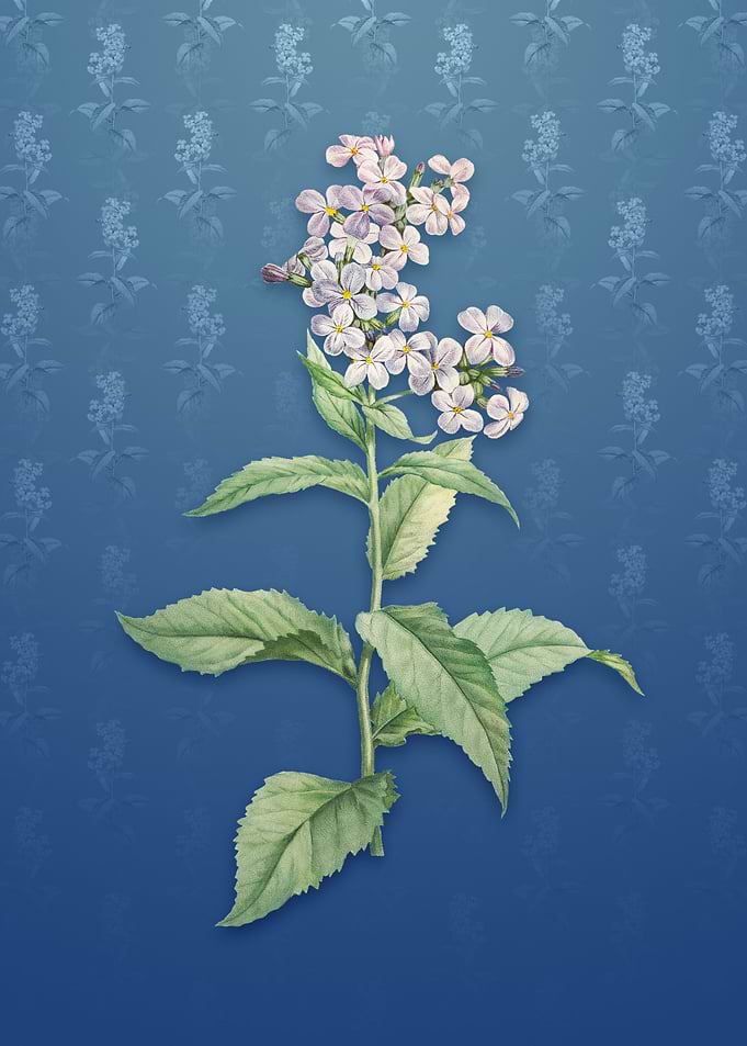 White Gillyflower Bloom