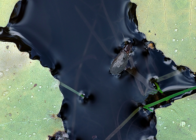 Leaves on the water