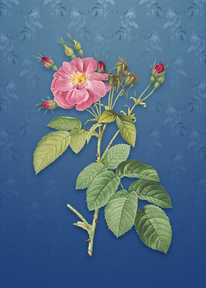 Vintage Harsh Downy Rose