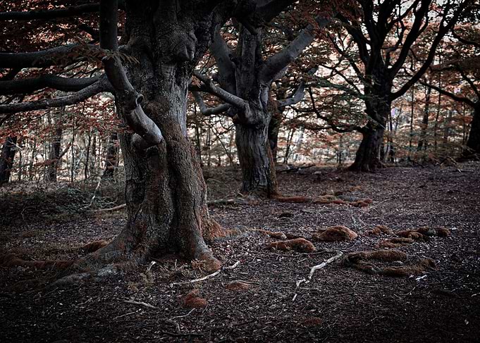 Mystical fairytale forest