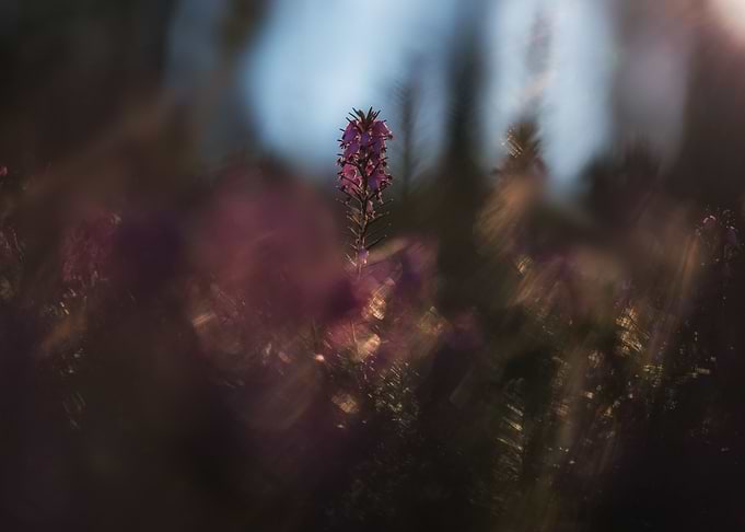 Flower Erika rich details