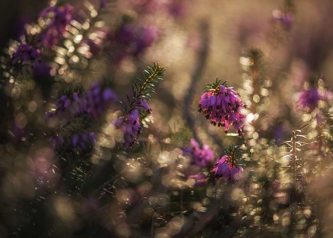 Flower meadow with purple