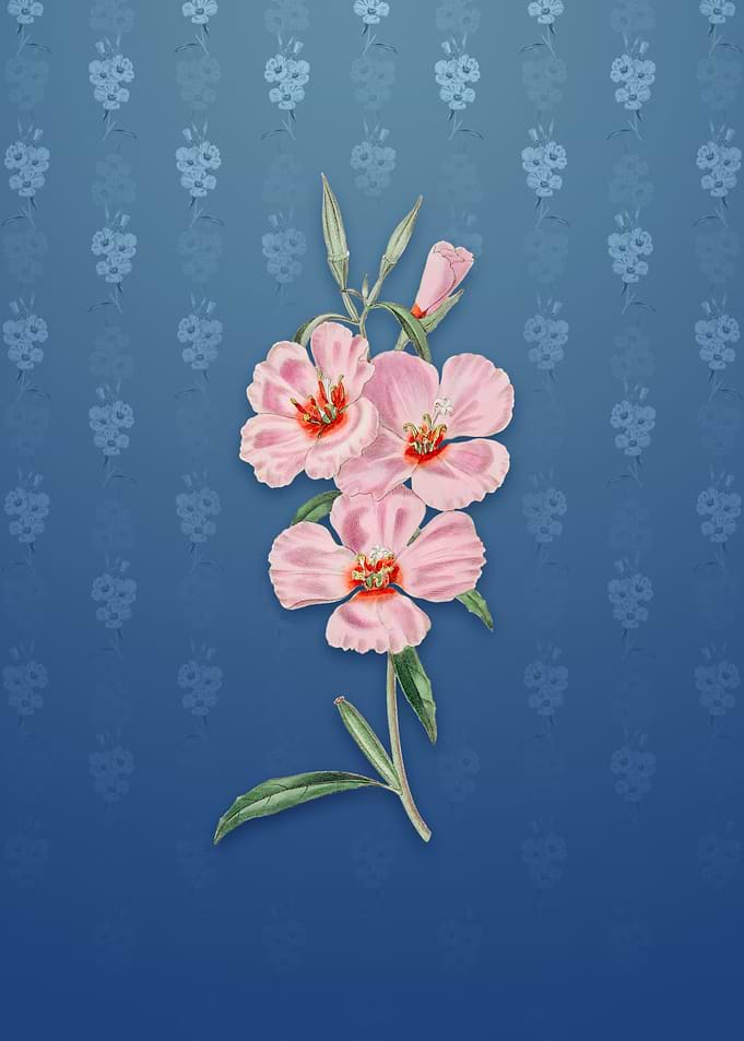 Vintage Pink Ruddy Godetia