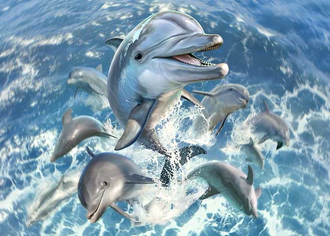 Dolphin Jump